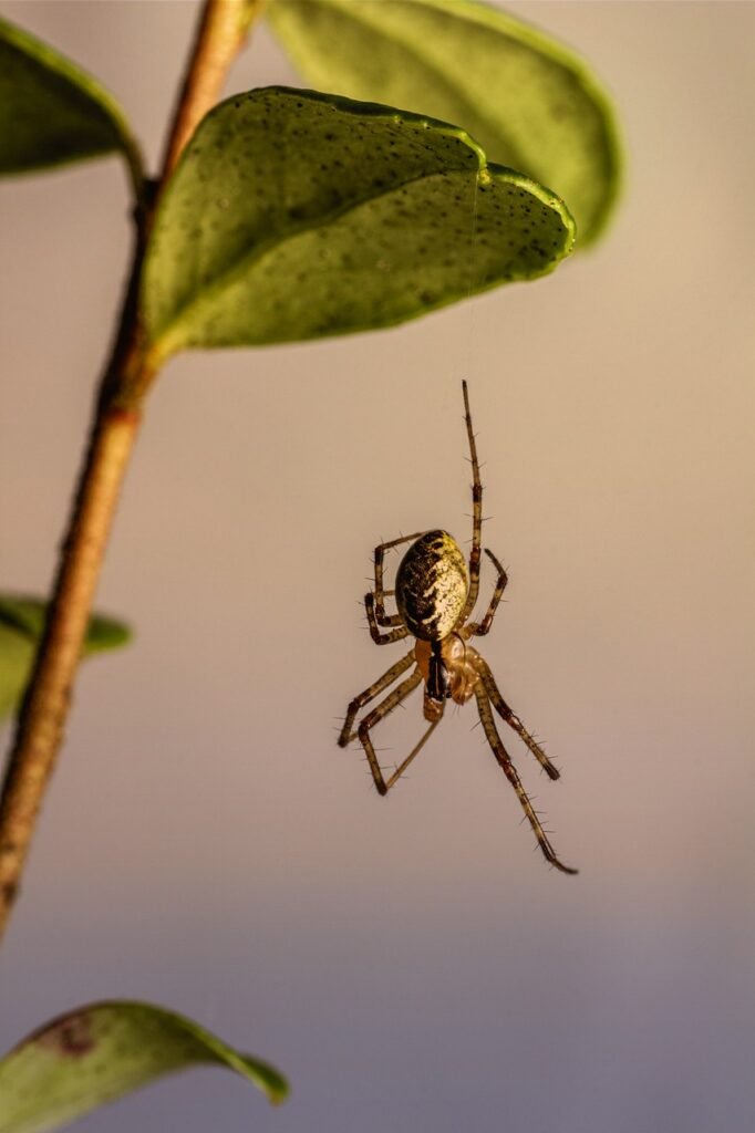 spider, bug, parasite