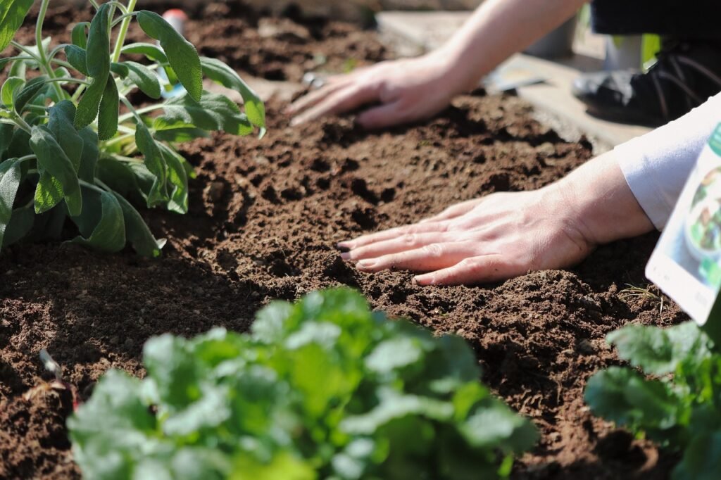 plant, nature, hands